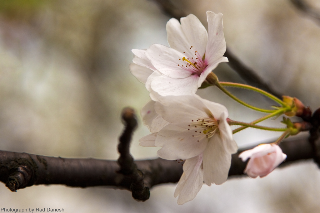 Cherry Blossoms - Hangzhou