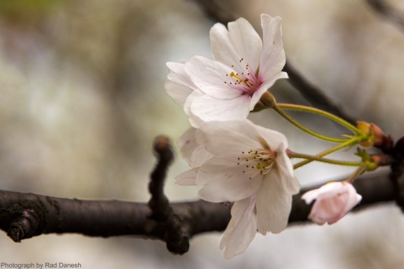 Cherry Blossoms – Hangzhou