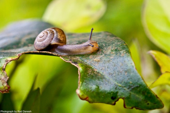 Mr. Snail, Genting Highlands, Malaysia