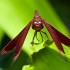 Butterfly Park – Kuala Lumpur