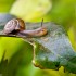 Mr. Snail, Genting Highlands, Malaysia